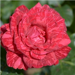 Роза Ред Интуишн чайно-гибридная (Золотая сотка Алтая)
