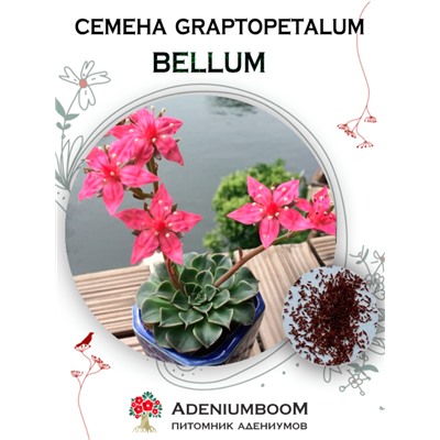 GRAPTOPETALUM BELLUM (Граптопеталум Красивый)