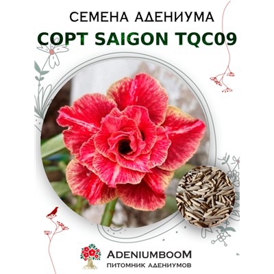 Адениум Тучный от SAIGON ADENIUM, TQC09