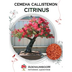 CALLISTEMON CITRINUS (Каллистемон Лимонный)