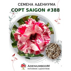 Адениум Тучный от SAIGON ADENIUM № 388   (2 сем)