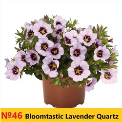 46 Калибрахоа Bloomtastic Lavender Quartz