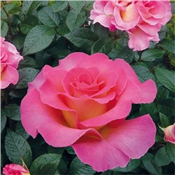 Роза Мондиаль чайно-гибридная (Сербия Империя роз)