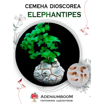 DIOSCOREA ELEPHANTIPES (Диоскорея Слоновая)