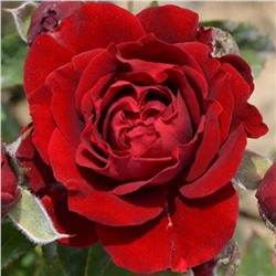 Роза Таманго флорибунда (Татарстан Розариум)