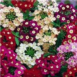 Вербена крупноцветковая "Идеал Флорист-микс" (около 300 семян).