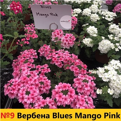 9 Вербена Blues Mango Pink