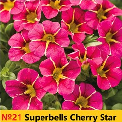 21 Калибрахоа Superbells Cherry Star