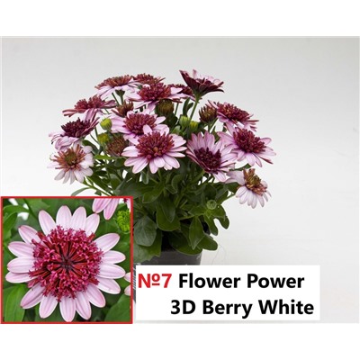7 ОСТЕОСПЕРМУМ Flower Power 3D Berry White