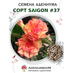 Адениум Тучный от SAIGON ADENIUM № 37   (2 сем)