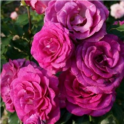 Роза Мелоди Парфюм чайно-гибридная (Сербия Империя роз)