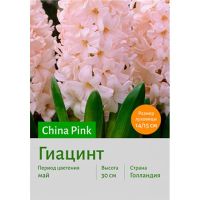 Гиацинт China Pink