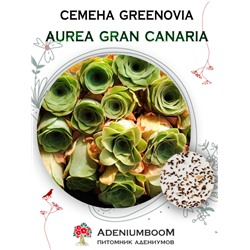 GREENOVIA AUREA GRAN CANARIA (Гриновия Золотистая GRAN CANARIA)
