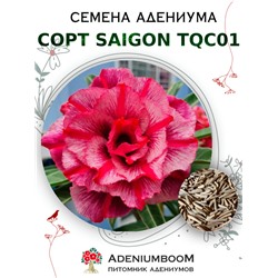 Адениум Тучный от SAIGON ADENIUM, TQC01
