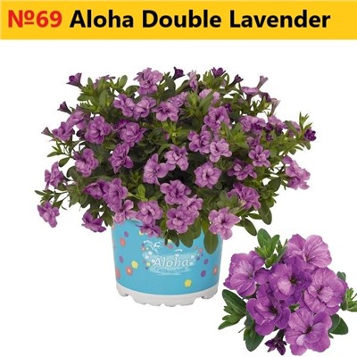 69 Калибрахоа Aloha Double Lavender