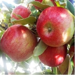 крупноплодная яблоня NEW Хоней Крисп