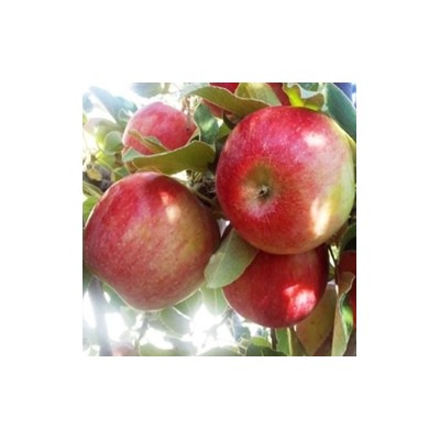 крупноплодная яблоня NEW Хоней Крисп