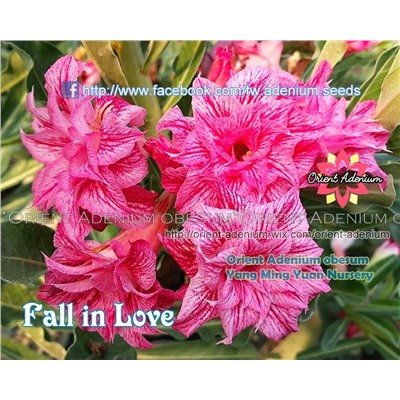 Адениум Тучный FALL IN LOVE   (2 сем)