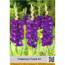 Гладиолус Purple Art