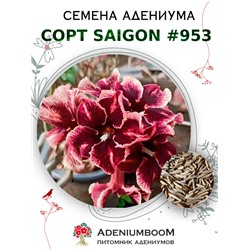 Адениум Тучный от SAIGON ADENIUM № 953  (2 сем)