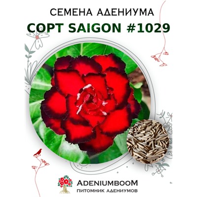 Адениум Тучный от SAIGON ADENIUM № 1029