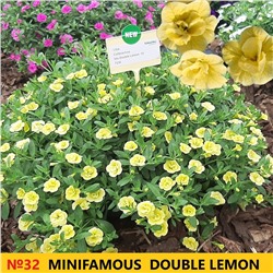 32 Калибрахоа Mini Famous Double Lemon