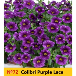 72 Калибрахоа Colibry Purple Lase