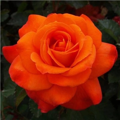 Роза Супер Трупер флорибунда (Сербия Империя роз)