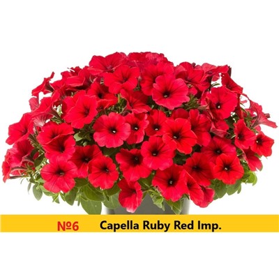 6 Петуния Capella Ruby Red Imp