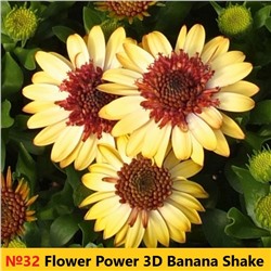 32 ОСТЕОСПЕРМУМ  Flower Power 3D Banana Shake
