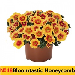 48 Калибрахоа Bloomtastic Honeycomb