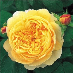 Роза Английская желтая СдС