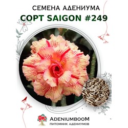 Адениум Тучный от SAIGON ADENIUM № 249   (2 сем)