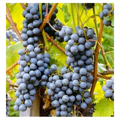 Виноград Зилга (Код: 85472)