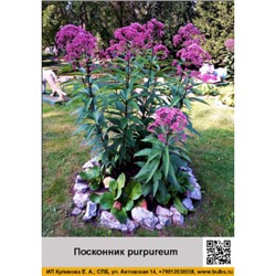 Посконник purpureum