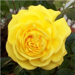 Роза Фрезия флорибунда (Золотая сотка Алтая)