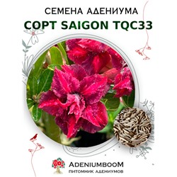 Адениум Тучный от SAIGON ADENIUM, TQC33
