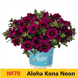 70 Калибрахоа Aloha Kona Neon