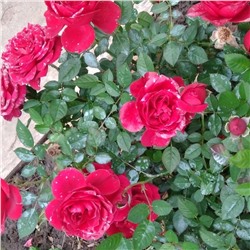 Роза Минни чайно-гибридная (Сербия Империя роз)