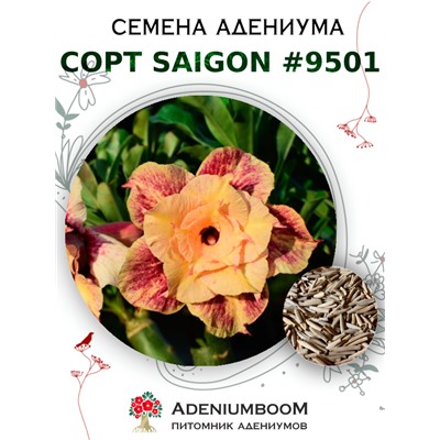 Адениум Тучный от SAIGON ADENIUM № 9501