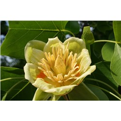 Лириодендрон, тюльпанное дерево (50 семян).