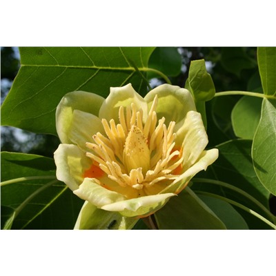Лириодендрон, тюльпанное дерево (50 семян).