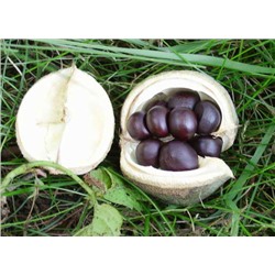 Чекалкин орех (10 семян).