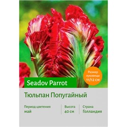 Тюльпан Seadov Parrot
