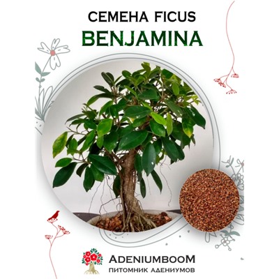 FICUS BENJAMINA (Фикус Бенджамина)