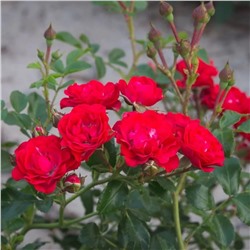 Роза Скарлет Мейдиланд Декор почвопокровная (Сербия Империя роз)