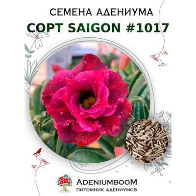 Адениум Тучный от SAIGON ADENIUM № 1017