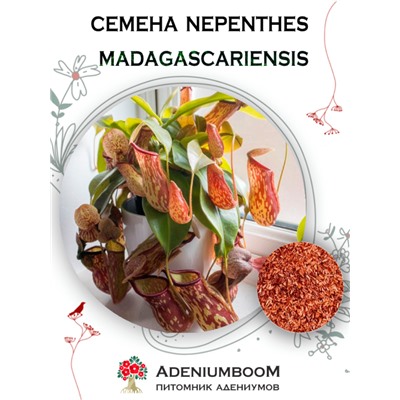 NEPENTHES MADAGASCARIENSIS (Непентес Мадагаскарский)