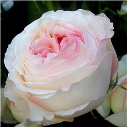 Роза Романтика Белая с розовым кантом английская (Золотая сотка Алтая)