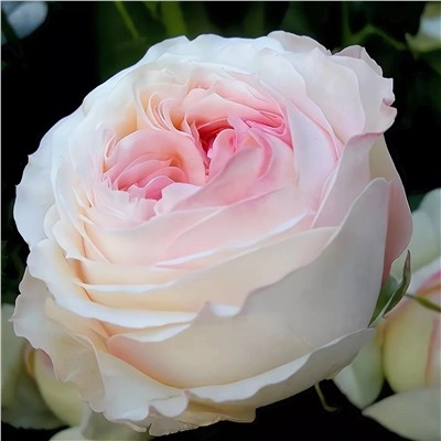 Роза Романтика Белая с розовым кантом английская (Золотая сотка Алтая)